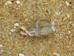 Agaronia gibbosa
