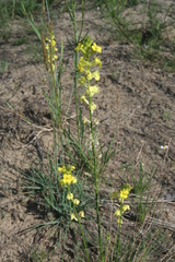 Erysimum canum