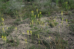 Erysimum canum