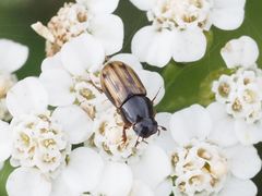 Chilothorax distinctus