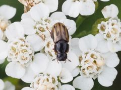 Chilothorax distinctus