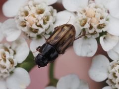 Chilothorax distinctus