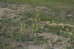 Erysimum canum