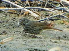 Passerella iliaca schistacea