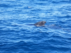 Globicephala melas melas