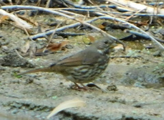 Passerella iliaca schistacea