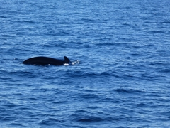 Globicephala melas melas