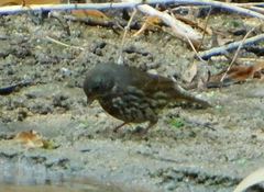 Passerella iliaca schistacea