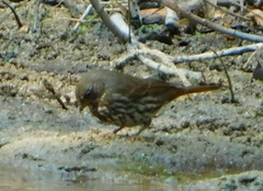 Passerella iliaca schistacea
