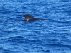 Globicephala melas melas