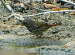 Passerella iliaca schistacea