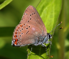 Satyrium titus
