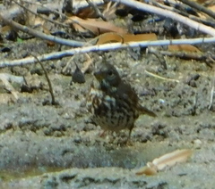 Passerella iliaca schistacea