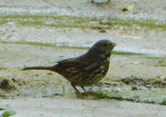 Passerella iliaca schistacea