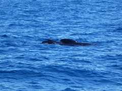 Globicephala melas melas
