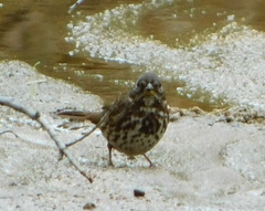 Passerella iliaca schistacea