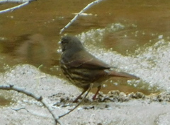 Passerella iliaca schistacea