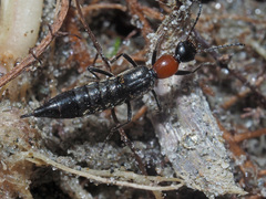Paederidus ruficollis