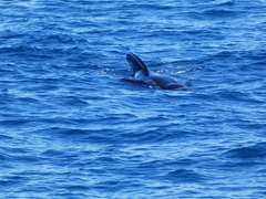 Globicephala melas melas
