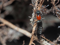 Paederidus ruficollis