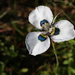 Moraea villosa villosa - Photo (c) John Gale, algunos derechos reservados (CC BY-NC), subido por John Gale