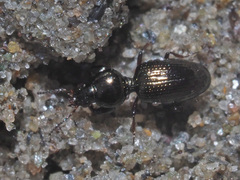 Dyschirius