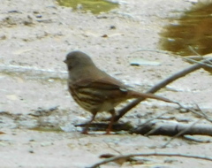 Passerella iliaca schistacea