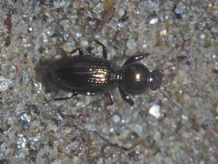 Dyschirius