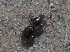 Dyschirius