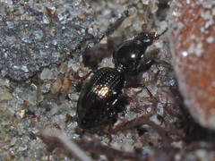 Dyschirius