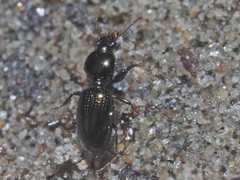 Dyschirius