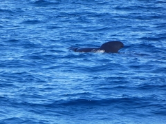Globicephala melas melas