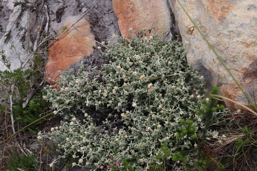 Image of Helichrysum pandurifolium by (c) Tony Rebelo, some rights reserved (CC BY-SA)