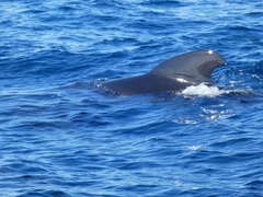 Globicephala melas melas