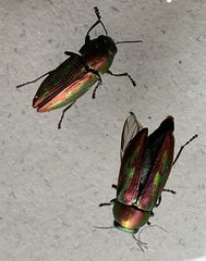 Melobasis gloriosa