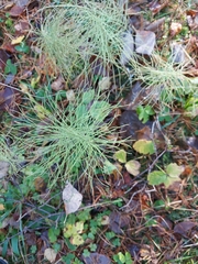Equisetum sylvaticum