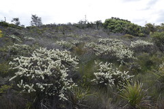 Hakea teretifolia