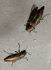 Melobasis gloriosa