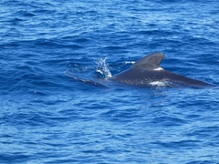Globicephala melas melas