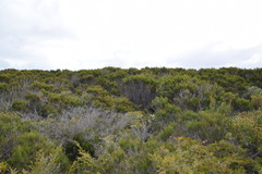 Allocasuarina thalassoscopica