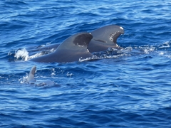 Globicephala melas melas