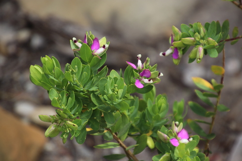 Polygala myrtifolia