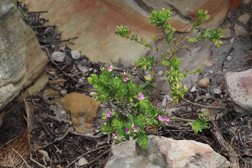 Polygala myrtifolia
