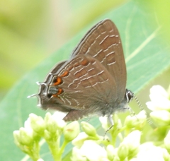 Satyrium liparops