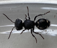 Ephutomorpha macracantha