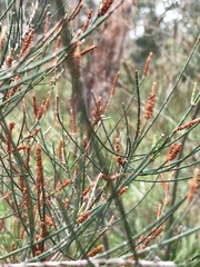 Allocasuarina paradoxa