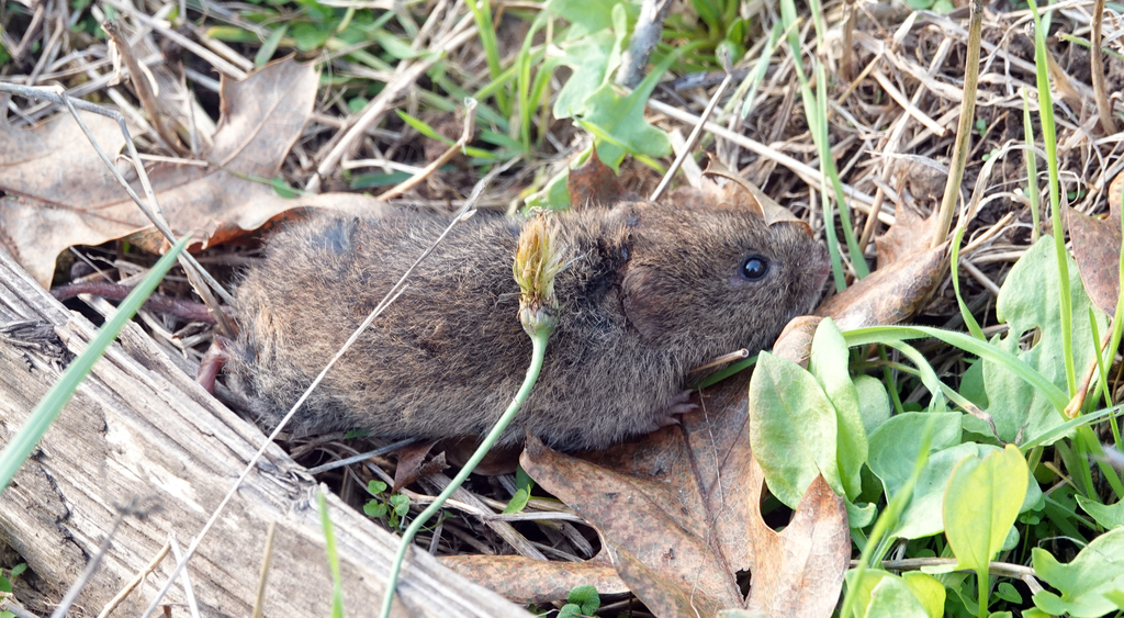 Gray-Tailed Vole