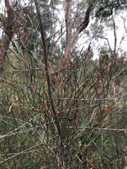 Allocasuarina paradoxa