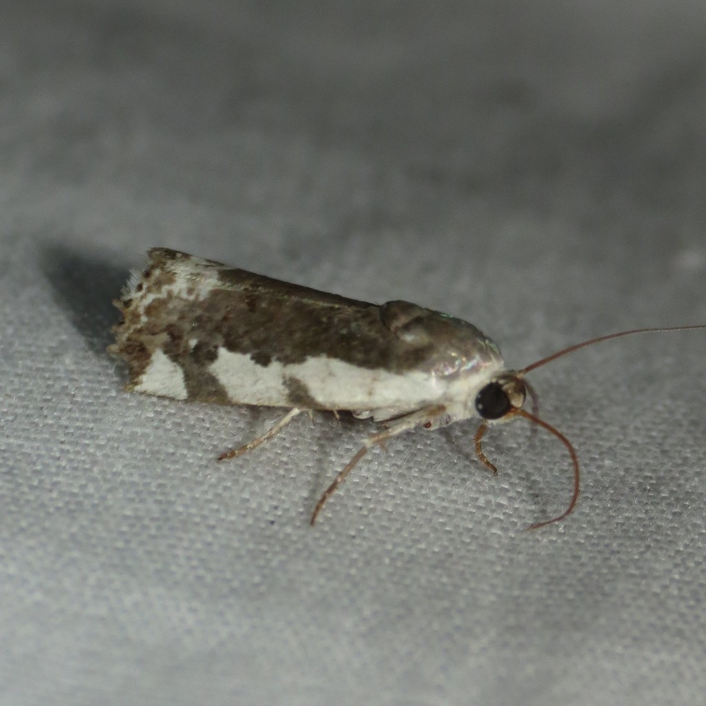 Tarache axendra