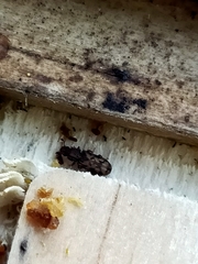 Bitoma insularis